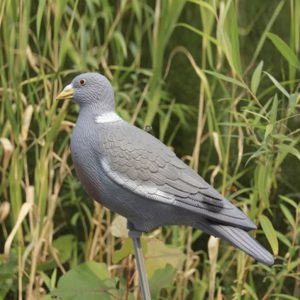 Hunting decoy pigeon
