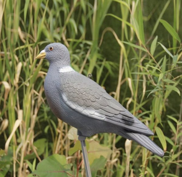 Hunting decoy pigeon